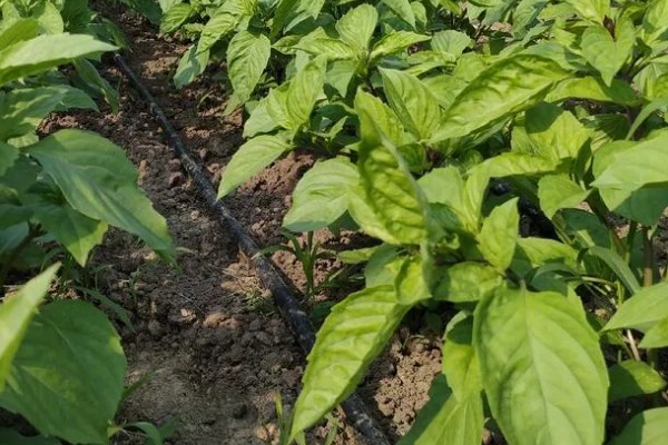 九层塔的种植方法，可以在春季3-4月份进行播种