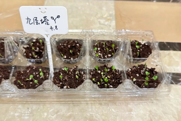 九层塔的种植方法，可以在春季3-4月份进行播种