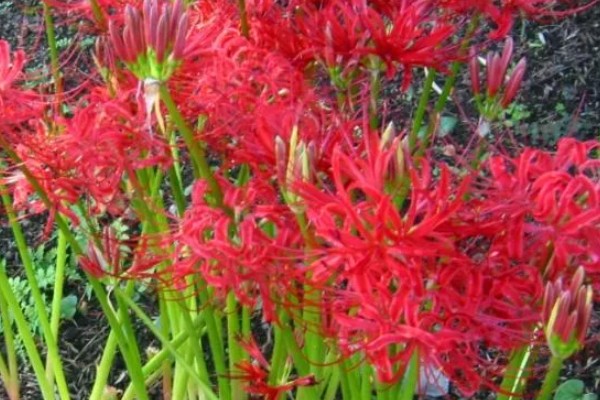 石蒜花的花语，寓意永不相见、美丽诱人等