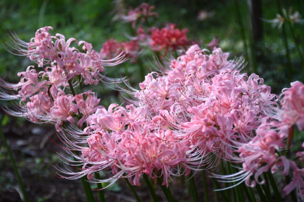 石蒜花的花语，寓意永不相见、美丽诱人等