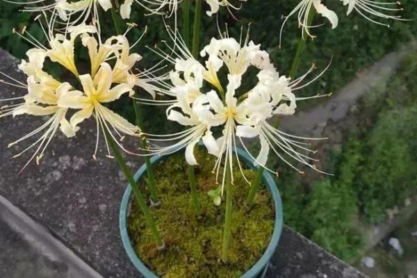 石蒜花的花语，寓意永不相见、美丽诱人等