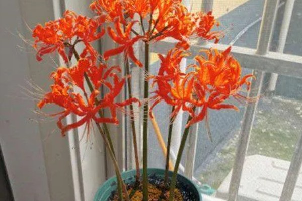 石蒜花的花语，寓意永不相见、美丽诱人等