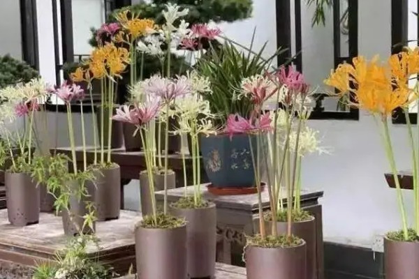 石蒜花的花语，寓意永不相见、美丽诱人等