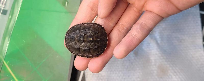 麝香龟吃什么，吃一些小龙虾、蜗牛、昆虫等