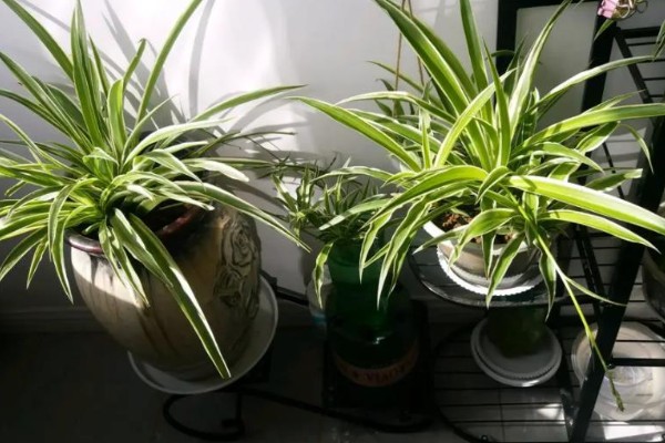 吊兰叶子软怎么办，需合理浇水