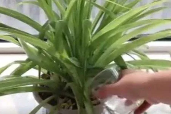 吊兰叶子软怎么办，需合理浇水