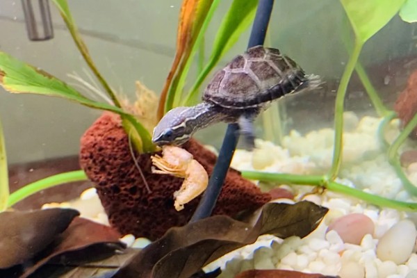 麝香龟吃什么，吃一些小龙虾、蜗牛、昆虫等