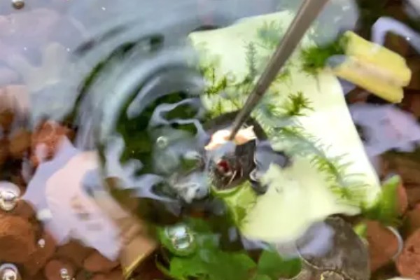 麝香龟吃什么，吃一些小龙虾、蜗牛、昆虫等