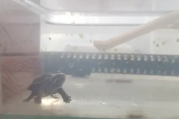 麝香龟吃什么，吃一些小龙虾、蜗牛、昆虫等