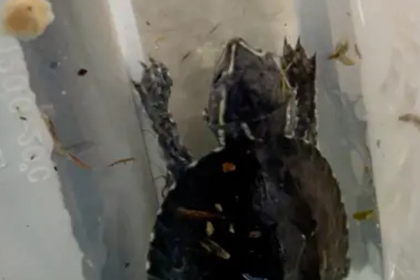 麝香龟吃什么，吃一些小龙虾、蜗牛、昆虫等