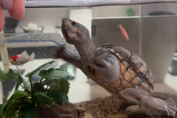 麝香龟吃什么，吃一些小龙虾、蜗牛、昆虫等