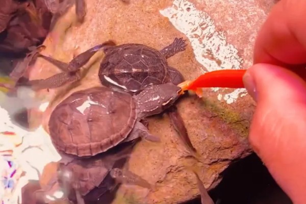 麝香龟吃什么，吃一些小龙虾、蜗牛、昆虫等