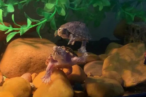 麝香龟吃什么，吃一些小龙虾、蜗牛、昆虫等