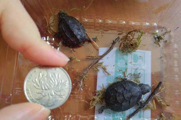 麝香龟吃什么，吃一些小龙虾、蜗牛、昆虫等