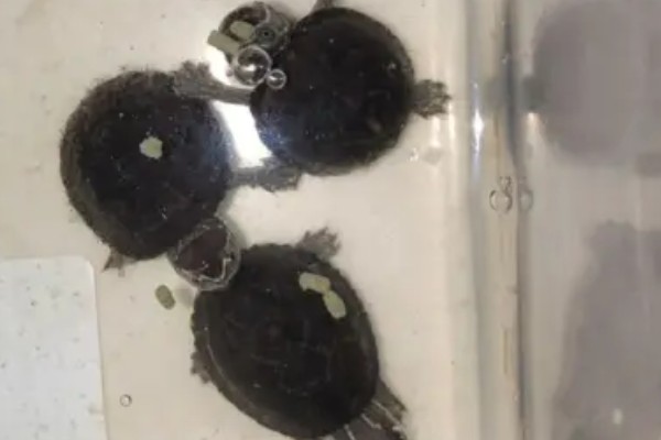 麝香龟吃什么，吃一些小龙虾、蜗牛、昆虫等