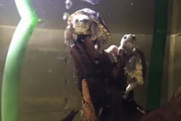 麝香龟吃什么，吃一些小龙虾、蜗牛、昆虫等