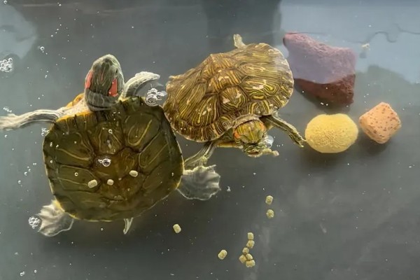 麝香龟吃什么，吃一些小龙虾、蜗牛、昆虫等