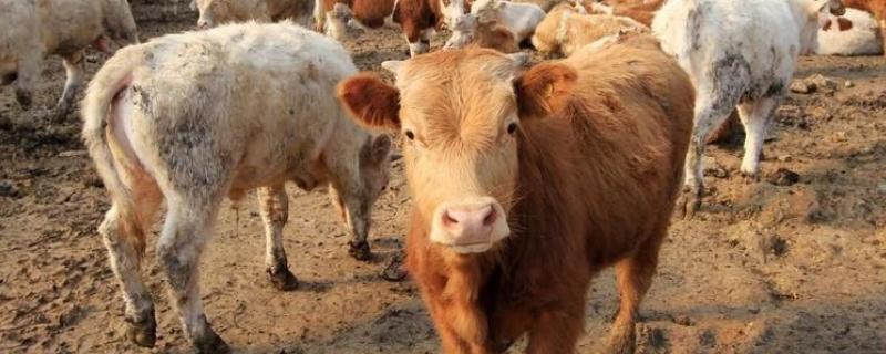 牛蜱虫的消灭方法，让家畜定期药浴