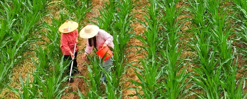 玉米的施肥方法，基肥通常是用农家肥为主