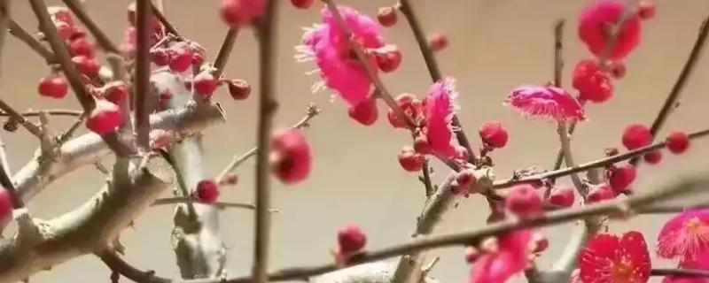 朱砂梅的养殖方法，一定要确保充足的阳光照射