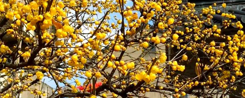 新栽的腊梅花根多长时间发芽，需要30天左右