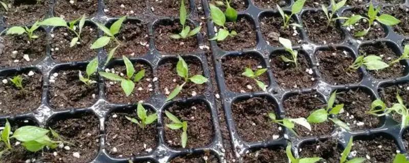 牵牛花夏季能不能播种，温度较高不利于它发芽