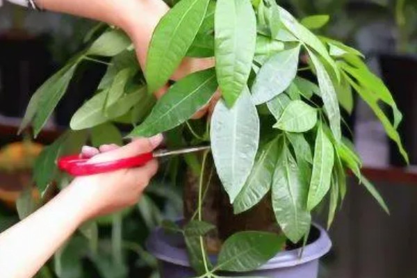 发财树怎么浇水，春秋季节每隔1周浇一次