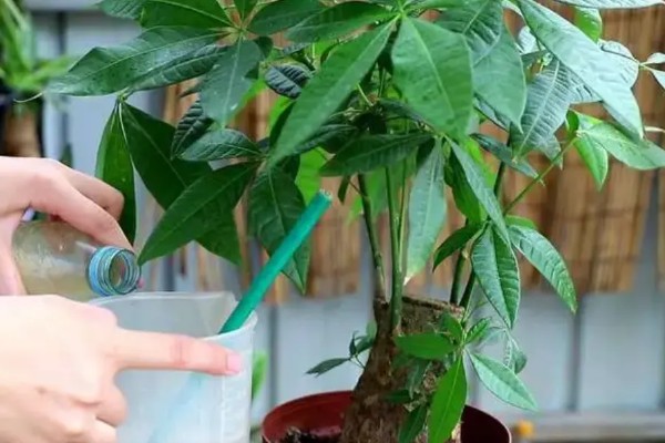 发财树怎么浇水，春秋季节每隔1周浇一次