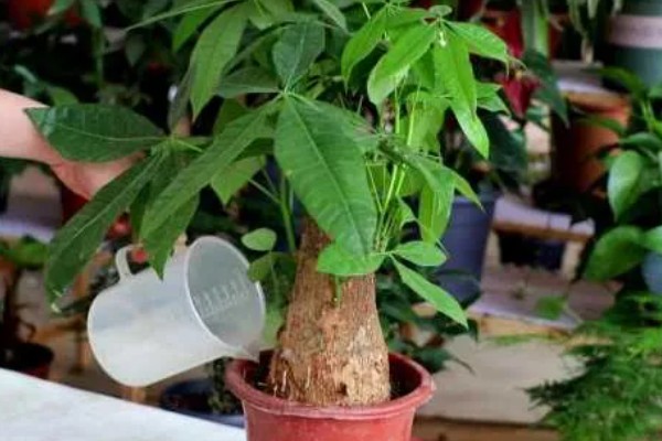 发财树怎么浇水，春秋季节每隔1周浇一次