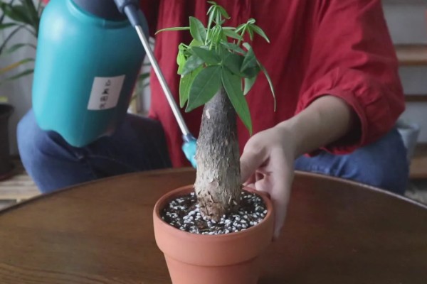 发财树怎么浇水，春秋季节每隔1周浇一次