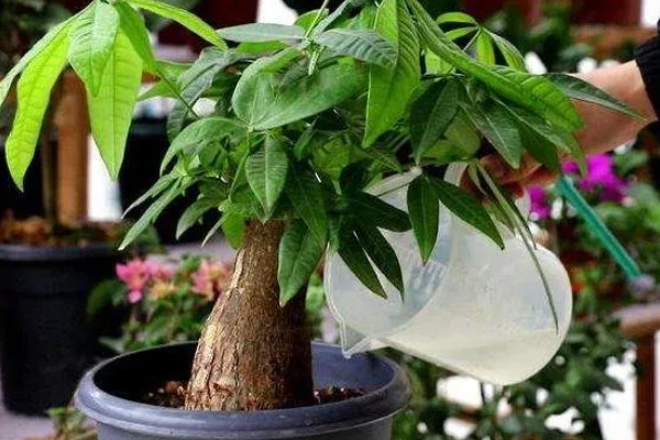 发财树怎么浇水，春秋季节每隔1周浇一次