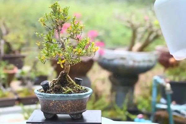 怎么养小叶黄杨盆景，冬季要施1次基肥