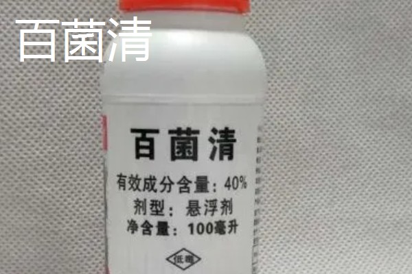 怎么养小叶黄杨盆景，冬季要施1次基肥