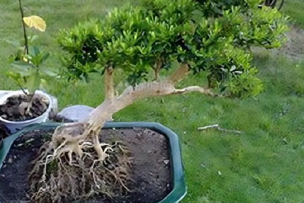 怎么养小叶黄杨盆景，冬季要施1次基肥