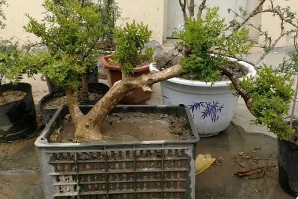 怎么养小叶黄杨盆景，冬季要施1次基肥