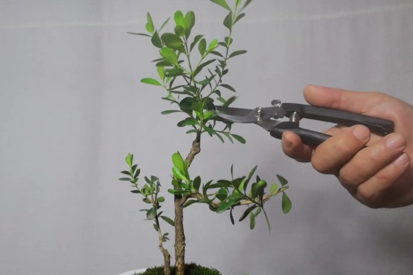 怎么养小叶黄杨盆景，冬季要施1次基肥