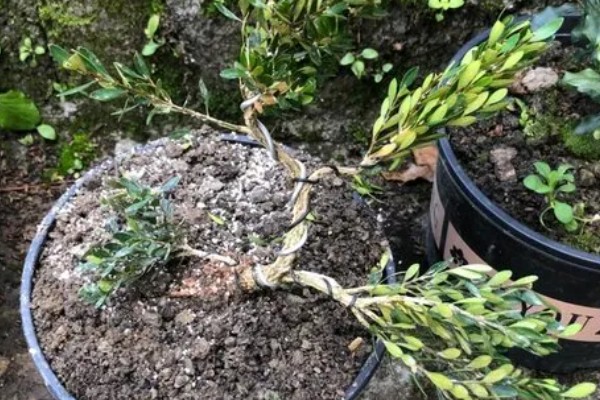 怎么养小叶黄杨盆景，冬季要施1次基肥