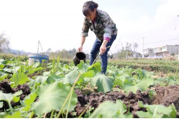 防治油菜霜霉病的方法，首选要选择抗病品种