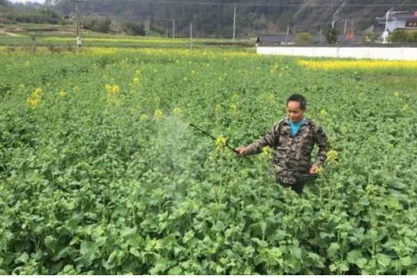 防治油菜霜霉病的方法，首选要选择抗病品种