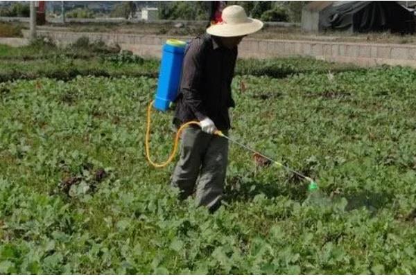 防治油菜霜霉病的方法，首选要选择抗病品种