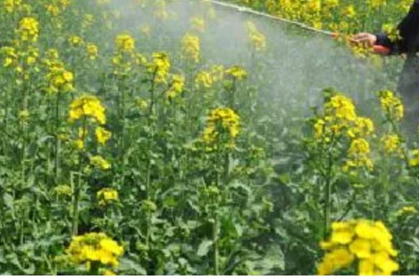 防治油菜霜霉病的方法，首选要选择抗病品种