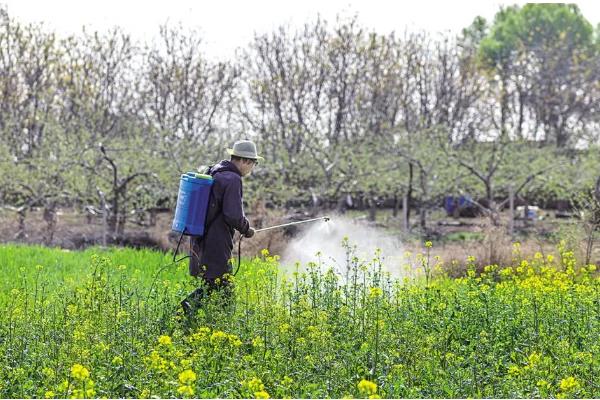 防治油菜霜霉病的方法，首选要选择抗病品种