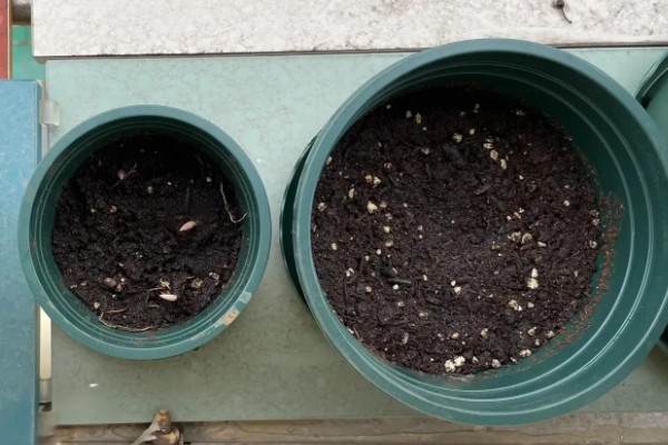 牵牛花夏季能不能播种,温度较高不利于它发芽