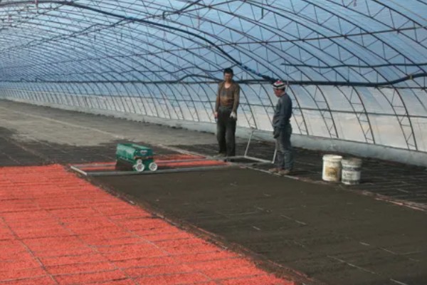 牵牛花夏季能不能播种,温度较高不利于它发芽