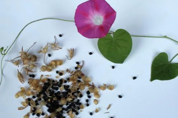 牵牛花夏季能不能播种,温度较高不利于它发芽