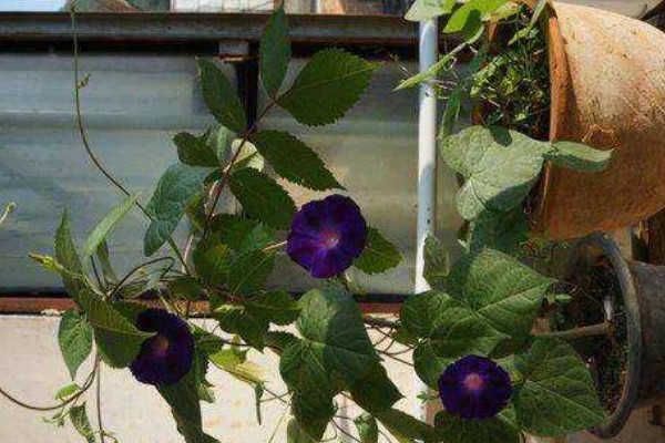 牵牛花夏季能不能播种,温度较高不利于它发芽