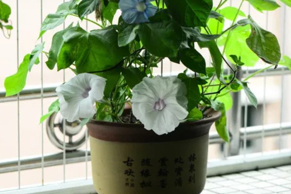 牵牛花夏季能不能播种,温度较高不利于它发芽