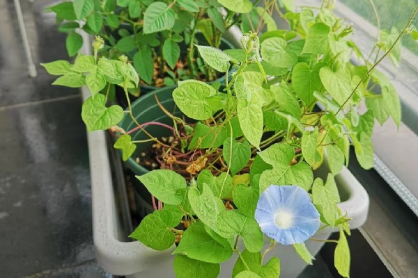 牵牛花夏季能不能播种,温度较高不利于它发芽