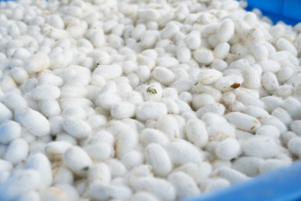 蚕茧做成蚕丝被的方法，可按以下步骤进行