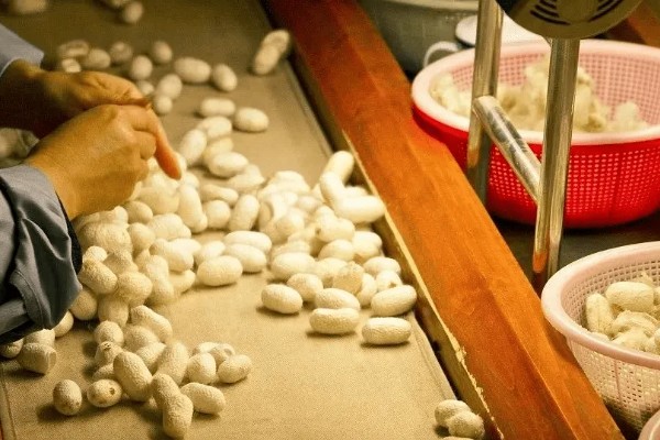 蚕茧做成蚕丝被的方法，可按以下步骤进行
